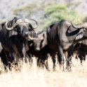 TZA MAR SerengetiNP 2016DEC24 LemalaEwanjan 071 : 2016, 2016 - African Adventures, Africa, Date, December, Eastern, Lemala Ewanjan Camp, Mara, Month, Places, Serengeti National Park, Tanzania, Trips, Year