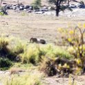 TZA MAR SerengetiNP 2016DEC24 LemalaEwanjan 072 : 2016, 2016 - African Adventures, Africa, Date, December, Eastern, Lemala Ewanjan Camp, Mara, Month, Places, Serengeti National Park, Tanzania, Trips, Year
