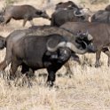 TZA MAR SerengetiNP 2016DEC24 LemalaEwanjan 073 : 2016, 2016 - African Adventures, Africa, Date, December, Eastern, Lemala Ewanjan Camp, Mara, Month, Places, Serengeti National Park, Tanzania, Trips, Year