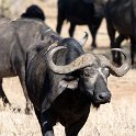 TZA MAR SerengetiNP 2016DEC24 LemalaEwanjan 074 : 2016, 2016 - African Adventures, Africa, Date, December, Eastern, Lemala Ewanjan Camp, Mara, Month, Places, Serengeti National Park, Tanzania, Trips, Year