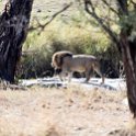 TZA MAR SerengetiNP 2016DEC24 LemalaEwanjan 075 : 2016, 2016 - African Adventures, Africa, Date, December, Eastern, Lemala Ewanjan Camp, Mara, Month, Places, Serengeti National Park, Tanzania, Trips, Year