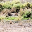 TZA MAR SerengetiNP 2016DEC24 LemalaEwanjan 076 : 2016, 2016 - African Adventures, Africa, Date, December, Eastern, Lemala Ewanjan Camp, Mara, Month, Places, Serengeti National Park, Tanzania, Trips, Year