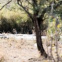 TZA MAR SerengetiNP 2016DEC24 LemalaEwanjan 077 : 2016, 2016 - African Adventures, Africa, Date, December, Eastern, Lemala Ewanjan Camp, Mara, Month, Places, Serengeti National Park, Tanzania, Trips, Year
