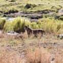 TZA MAR SerengetiNP 2016DEC24 LemalaEwanjan 078 : 2016, 2016 - African Adventures, Africa, Date, December, Eastern, Lemala Ewanjan Camp, Mara, Month, Places, Serengeti National Park, Tanzania, Trips, Year