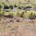 TZA MAR SerengetiNP 2016DEC24 LemalaEwanjan 079 : 2016, 2016 - African Adventures, Africa, Date, December, Eastern, Lemala Ewanjan Camp, Mara, Month, Places, Serengeti National Park, Tanzania, Trips, Year