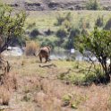 TZA MAR SerengetiNP 2016DEC24 LemalaEwanjan 081 : 2016, 2016 - African Adventures, Africa, Date, December, Eastern, Lemala Ewanjan Camp, Mara, Month, Places, Serengeti National Park, Tanzania, Trips, Year