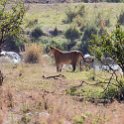 TZA MAR SerengetiNP 2016DEC24 LemalaEwanjan 082 : 2016, 2016 - African Adventures, Africa, Date, December, Eastern, Lemala Ewanjan Camp, Mara, Month, Places, Serengeti National Park, Tanzania, Trips, Year