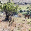 TZA MAR SerengetiNP 2016DEC24 LemalaEwanjan 083 : 2016, 2016 - African Adventures, Africa, Date, December, Eastern, Lemala Ewanjan Camp, Mara, Month, Places, Serengeti National Park, Tanzania, Trips, Year