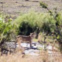 TZA MAR SerengetiNP 2016DEC24 LemalaEwanjan 084 : 2016, 2016 - African Adventures, Africa, Date, December, Eastern, Lemala Ewanjan Camp, Mara, Month, Places, Serengeti National Park, Tanzania, Trips, Year