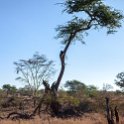 TZA MAR SerengetiNP 2016DEC24 Nguchiro 002 : 2016, 2016 - African Adventures, Africa, Date, December, Eastern, Mara, Month, Nguchiro Camp, Places, Serengeti National Park, Tanzania, Trips, Year