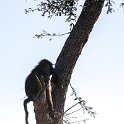 TZA MAR SerengetiNP 2016DEC24 Nguchiro 003 : 2016, 2016 - African Adventures, Africa, Date, December, Eastern, Mara, Month, Nguchiro Camp, Places, Serengeti National Park, Tanzania, Trips, Year
