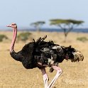 TZA MAR SerengetiNP 2016DEC24 NyamaraKopjes 005 : 2016, 2016 - African Adventures, Africa, Date, December, Eastern, Mara, Month, Nyamara Kopjes, Places, Serengeti National Park, Tanzania, Trips, Year