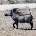 TZA MAR SerengetiNP 2016DEC24 RoadB144 008 : 2016, 2016 - African Adventures, Africa, Date, December, Eastern, Mara, Month, Places, Road B144, Serengeti National Park, Tanzania, Trips, Year