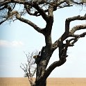 TZA MAR SerengetiNP 2016DEC24 RoadB144 013 : 2016, 2016 - African Adventures, Africa, Date, December, Eastern, Mara, Month, Places, Road B144, Serengeti National Park, Tanzania, Trips, Year