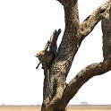 TZA MAR SerengetiNP 2016DEC24 RoadB144 015 : 2016, 2016 - African Adventures, Africa, Date, December, Eastern, Mara, Month, Places, Road B144, Serengeti National Park, Tanzania, Trips, Year