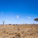 TZA MAR SerengetiNP 2016DEC24 RoadB144 016 : 2016, 2016 - African Adventures, Africa, Date, December, Eastern, Mara, Month, Places, Road B144, Serengeti National Park, Tanzania, Trips, Year