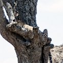 TZA MAR SerengetiNP 2016DEC24 RoadB144 017 : 2016, 2016 - African Adventures, Africa, Date, December, Eastern, Mara, Month, Places, Road B144, Serengeti National Park, Tanzania, Trips, Year