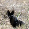 TZA MAR SerengetiNP 2016DEC24 SeroneraSouth 003 : 2016, 2016 - African Adventures, Africa, Date, December, Eastern, Mara, Month, Places, Serengeti National Park, Seronera, Tanzania, Trips, Year