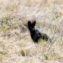 TZA MAR SerengetiNP 2016DEC24 SeroneraSouth 004 : 2016, 2016 - African Adventures, Africa, Date, December, Eastern, Mara, Month, Places, Serengeti National Park, Seronera, Tanzania, Trips, Year
