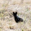 TZA MAR SerengetiNP 2016DEC24 SeroneraSouth 005 : 2016, 2016 - African Adventures, Africa, Date, December, Eastern, Mara, Month, Places, Serengeti National Park, Seronera, Tanzania, Trips, Year