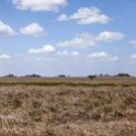 TZA MAR SerengetiNP 2016DEC24 SeroneraSouth 007 : 2016, 2016 - African Adventures, Africa, Date, December, Eastern, Mara, Month, Places, Serengeti National Park, Seronera, Tanzania, Trips, Year