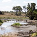 TZA MAR SerengetiNP 2016DEC24 SeroneraWest 001 : 2016, 2016 - African Adventures, Africa, Date, December, Eastern, Mara, Month, Places, Serengeti National Park, Seronera, Tanzania, Trips, Year
