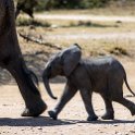 TZA MAR SerengetiNP 2016DEC24 SeroneraWest 007 : 2016, 2016 - African Adventures, Africa, Date, December, Eastern, Mara, Month, Places, Serengeti National Park, Seronera, Tanzania, Trips, Year