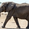 TZA MAR SerengetiNP 2016DEC24 SeroneraWest 009 : 2016, 2016 - African Adventures, Africa, Date, December, Eastern, Mara, Month, Places, Serengeti National Park, Seronera, Tanzania, Trips, Year