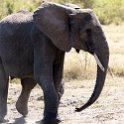 TZA MAR SerengetiNP 2016DEC24 SeroneraWest 013 : 2016, 2016 - African Adventures, Africa, Date, December, Eastern, Mara, Month, Places, Serengeti National Park, Seronera, Tanzania, Trips, Year