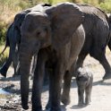 TZA MAR SerengetiNP 2016DEC24 SeroneraWest 014 : 2016, 2016 - African Adventures, Africa, Date, December, Eastern, Mara, Month, Places, Serengeti National Park, Seronera, Tanzania, Trips, Year