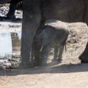 TZA MAR SerengetiNP 2016DEC24 SeroneraWest 015 : 2016, 2016 - African Adventures, Africa, Date, December, Eastern, Mara, Month, Places, Serengeti National Park, Seronera, Tanzania, Trips, Year