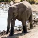 TZA MAR SerengetiNP 2016DEC24 SeroneraWest 016 : 2016, 2016 - African Adventures, Africa, Date, December, Eastern, Mara, Month, Places, Serengeti National Park, Seronera, Tanzania, Trips, Year
