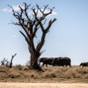 TZA MAR SerengetiNP 2016DEC24 SeroneraWest 017 : 2016, 2016 - African Adventures, Africa, Date, December, Eastern, Mara, Month, Places, Serengeti National Park, Seronera, Tanzania, Trips, Year