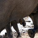 TZA MAR SerengetiNP 2016DEC24 SeroneraWest 018 : 2016, 2016 - African Adventures, Africa, Date, December, Eastern, Mara, Month, Places, Serengeti National Park, Seronera, Tanzania, Trips, Year