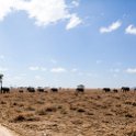 TZA MAR SerengetiNP 2016DEC24 SeroneraWest 019 : 2016, 2016 - African Adventures, Africa, Date, December, Eastern, Mara, Month, Places, Serengeti National Park, Seronera, Tanzania, Trips, Year