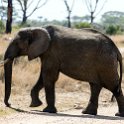 TZA MAR SerengetiNP 2016DEC24 SeroneraWest 025 : 2016, 2016 - African Adventures, Africa, Date, December, Eastern, Mara, Month, Places, Serengeti National Park, Seronera, Tanzania, Trips, Year