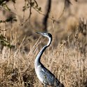 TZA MAR SerengetiNP 2016DEC24 Seronera 001 : 2016, 2016 - African Adventures, Africa, Date, December, Eastern, Mara, Month, Places, Serengeti National Park, Seronera, Tanzania, Trips, Year