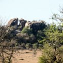 TZA MAR SerengetiNP 2016DEC24 Seronera 002 : 2016, 2016 - African Adventures, Africa, Date, December, Eastern, Mara, Month, Places, Serengeti National Park, Seronera, Tanzania, Trips, Year