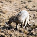 TZA MAR SerengetiNP 2016DEC24 Seronera 006 : 2016, 2016 - African Adventures, Africa, Date, December, Eastern, Mara, Month, Places, Serengeti National Park, Seronera, Tanzania, Trips, Year