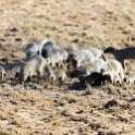 TZA MAR SerengetiNP 2016DEC24 Seronera 007 : 2016, 2016 - African Adventures, Africa, Date, December, Eastern, Mara, Month, Places, Serengeti National Park, Seronera, Tanzania, Trips, Year