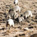 TZA MAR SerengetiNP 2016DEC24 Seronera 009 : 2016, 2016 - African Adventures, Africa, Date, December, Eastern, Mara, Month, Places, Serengeti National Park, Seronera, Tanzania, Trips, Year