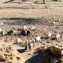 TZA MAR SerengetiNP 2016DEC24 Seronera 010 : 2016, 2016 - African Adventures, Africa, Date, December, Eastern, Mara, Month, Places, Serengeti National Park, Seronera, Tanzania, Trips, Year