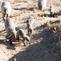 TZA MAR SerengetiNP 2016DEC24 Seronera 011 : 2016, 2016 - African Adventures, Africa, Date, December, Eastern, Mara, Month, Places, Serengeti National Park, Seronera, Tanzania, Trips, Year