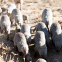 TZA MAR SerengetiNP 2016DEC24 Seronera 012 : 2016, 2016 - African Adventures, Africa, Date, December, Eastern, Mara, Month, Places, Serengeti National Park, Seronera, Tanzania, Trips, Year