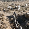 TZA MAR SerengetiNP 2016DEC24 Seronera 013 : 2016, 2016 - African Adventures, Africa, Date, December, Eastern, Mara, Month, Places, Serengeti National Park, Seronera, Tanzania, Trips, Year