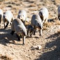 TZA MAR SerengetiNP 2016DEC24 Seronera 014 : 2016, 2016 - African Adventures, Africa, Date, December, Eastern, Mara, Month, Places, Serengeti National Park, Seronera, Tanzania, Trips, Year