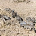 TZA MAR SerengetiNP 2016DEC24 Seronera 015 : 2016, 2016 - African Adventures, Africa, Date, December, Eastern, Mara, Month, Places, Serengeti National Park, Seronera, Tanzania, Trips, Year