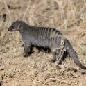 TZA MAR SerengetiNP 2016DEC24 Seronera 016 : 2016, 2016 - African Adventures, Africa, Date, December, Eastern, Mara, Month, Places, Serengeti National Park, Seronera, Tanzania, Trips, Year