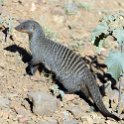 TZA MAR SerengetiNP 2016DEC24 Seronera 017 : 2016, 2016 - African Adventures, Africa, Date, December, Eastern, Mara, Month, Places, Serengeti National Park, Seronera, Tanzania, Trips, Year