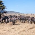 TZA MAR SerengetiNP 2016DEC24 ThachKopjes 003 : 2016, 2016 - African Adventures, Africa, Date, December, Eastern, Mara, Month, Places, Serengeti National Park, Tanzania, Thach Kopjes, Trips, Year